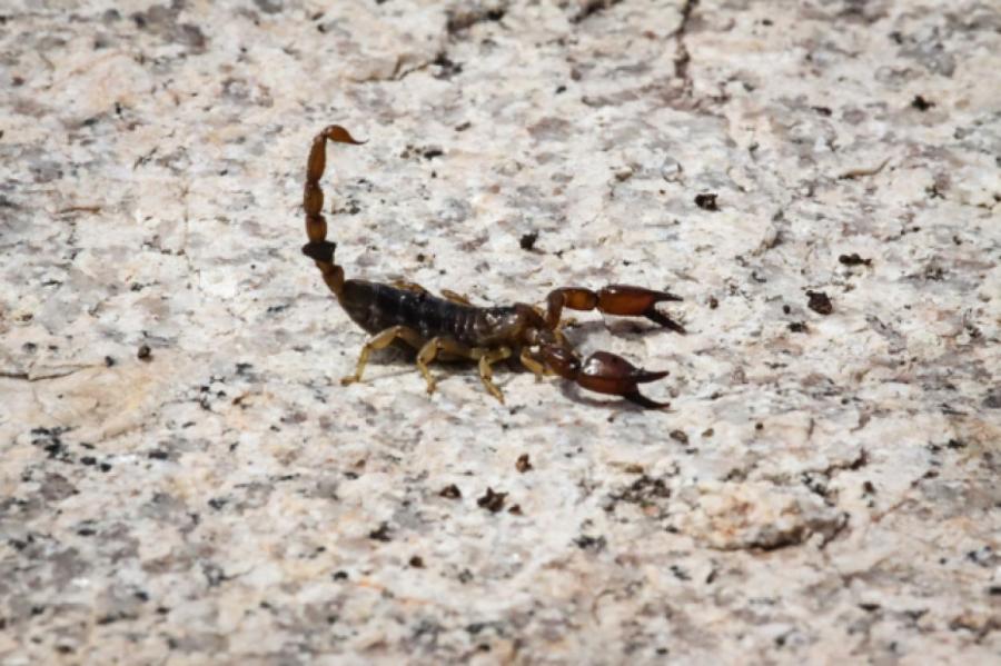 Скорпионы «захватывают» Австралию