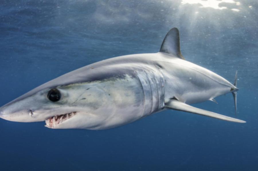 Британец поймал и отпустил акулу массой более 500 кг (ВИДЕО)