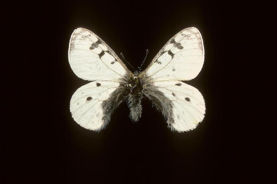 В Якутии открыт новый подвид редкой полярной бабочки