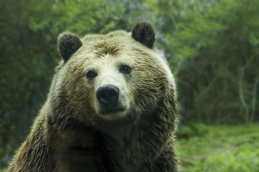 Медведи вернулись в Чернобыльскую зону впервые за сто лет