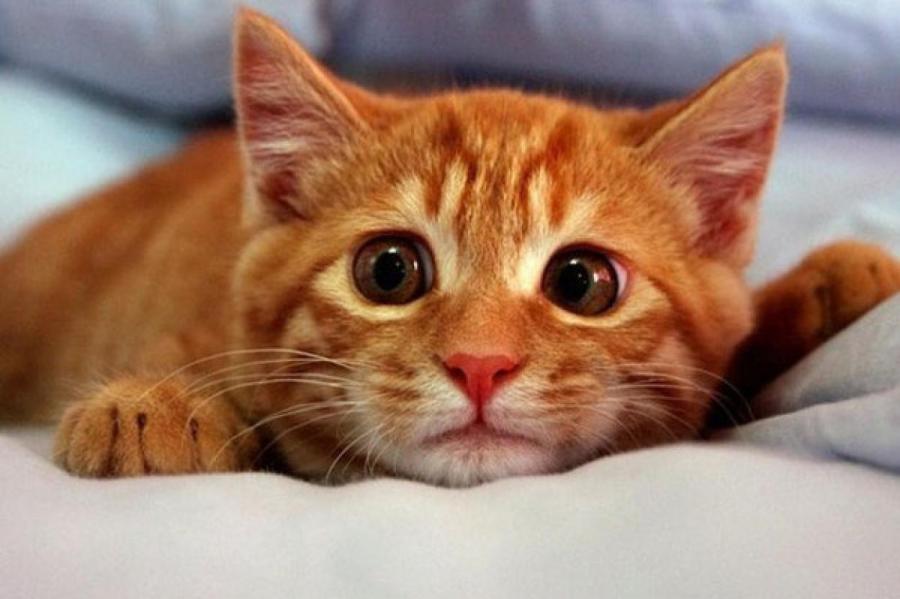 Она нереальная! 10 необычных фактов про кошек, о которых вы точно не знали