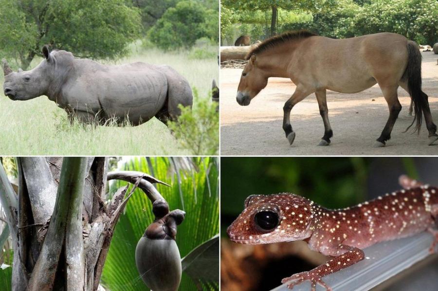 Kак благодаря расселению в другие ареалы зоологи спасают редкие виды животных