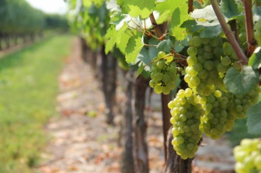 Урожай винограда в Шампани побил рекорды по срокам сбора