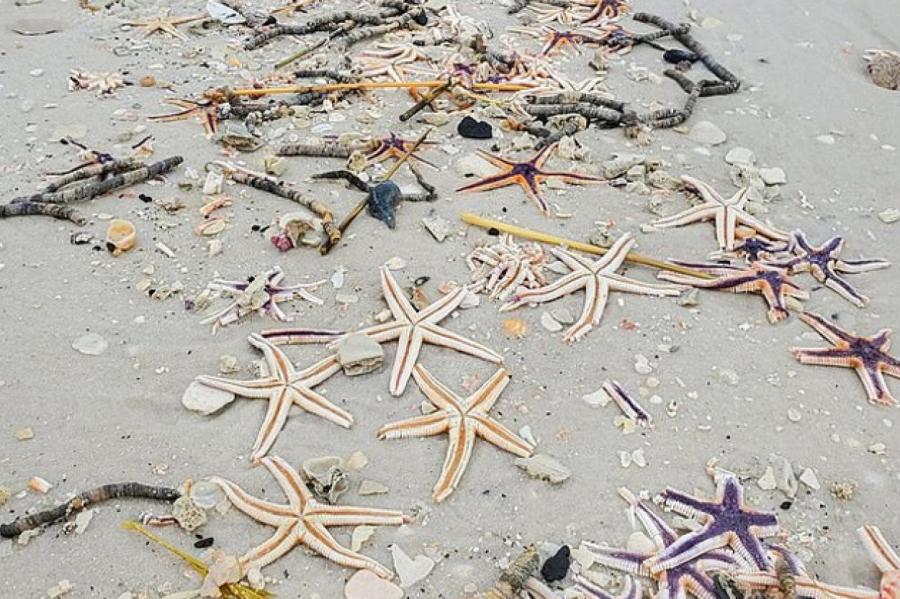 Во Флориде на пляж выбросило тысячи морских звезд (ВИДЕО)
