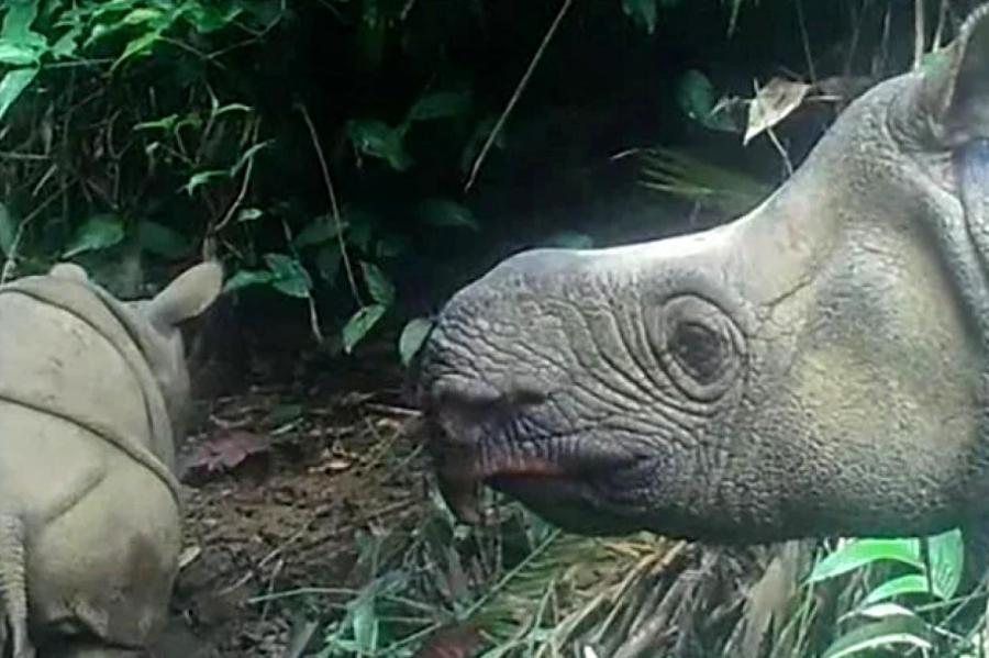 «Новая надежда»: в Индонезии заметили детенышей вымирающего носорога