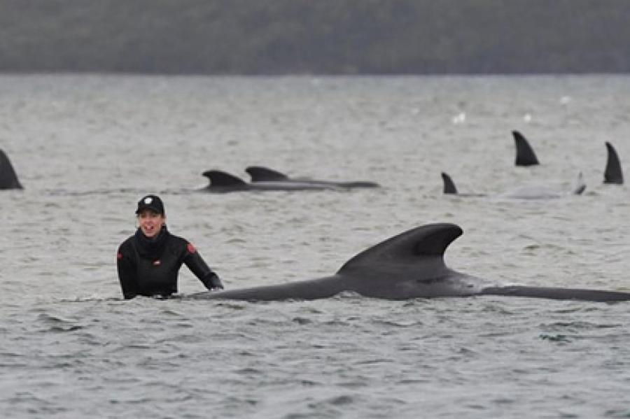 Сотни черных дельфинов выбросились на берег в Тасмании