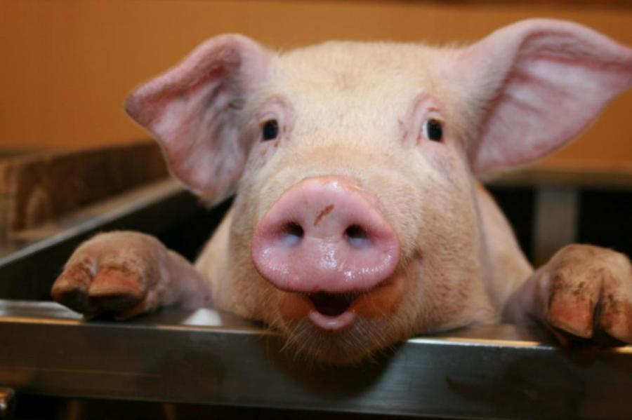 «Каким образом мусульмане достают свинину, чтобы поесть, пока Всевышний спит? » — Яндекс Кью