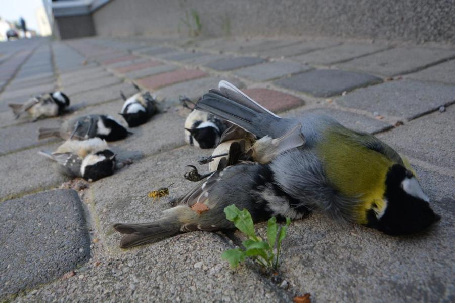 Снова массово гибнут птицы, разбиваясь о стеклянный фасад