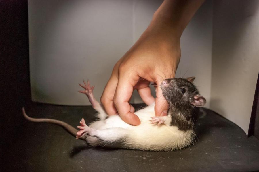 Ученые: не все крысы любят щекотку