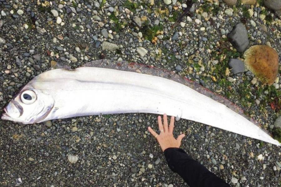 Жительница Канады нашла странную рыбу с большими глазами