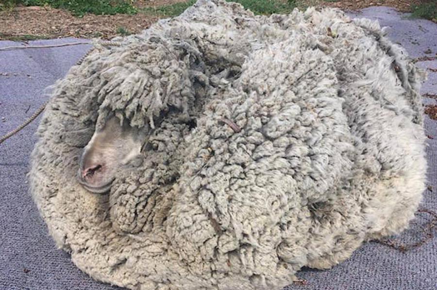 В Новой Зеландии поймали овцу, которая не стриглась пять лет