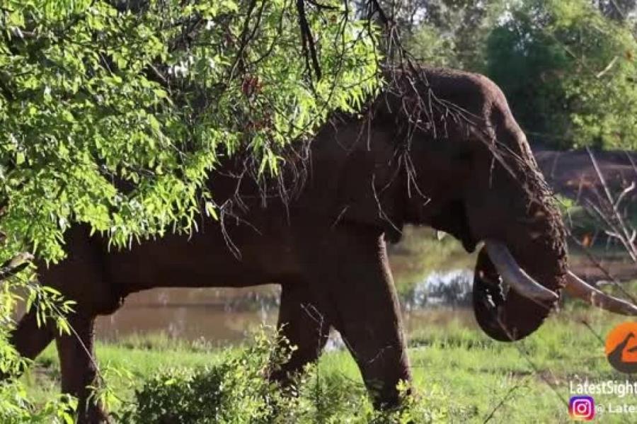Слоны устроили смертельный поединок на глазах у туристов (ВИДЕО)
