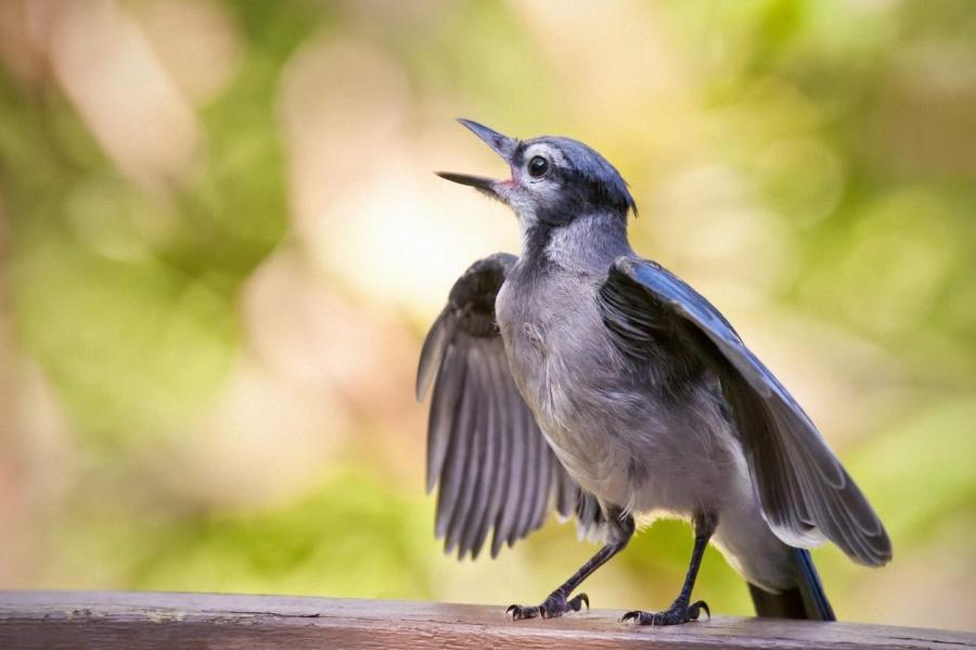 Птицы из-за пандемии стали петь тише и "сексуальнее"