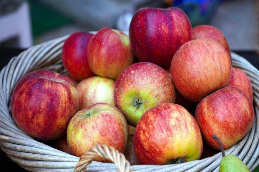 Как правильно собирать яблоки, чтобы они долго хранились