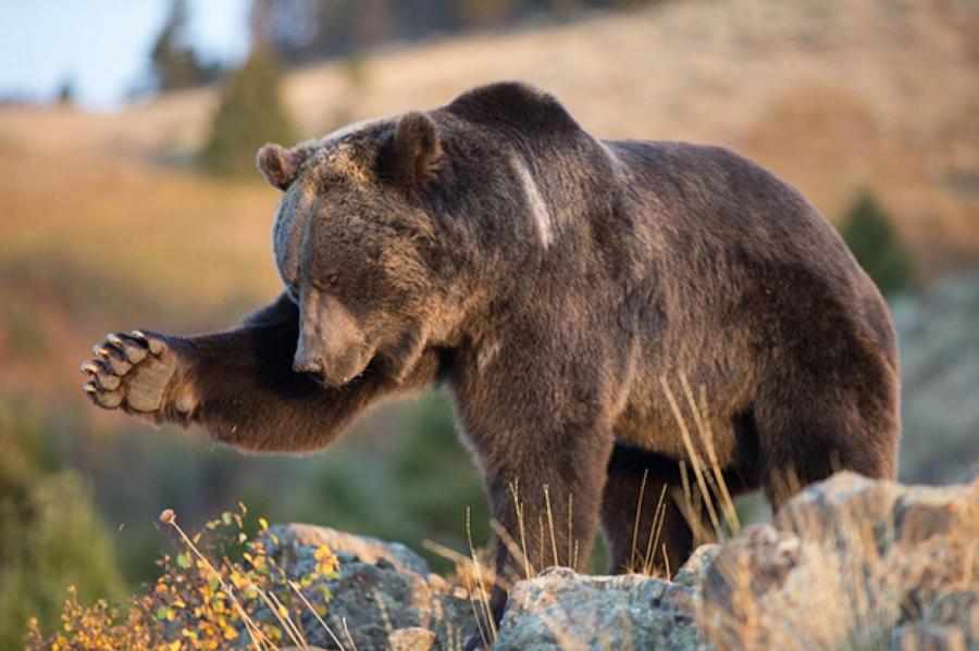 Схватку медведя гризли со стаей волков сняли на видео