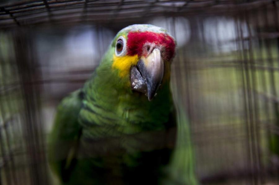 В зоопарке рассадили попугаев, которые матерились и оскорбляли посетителей