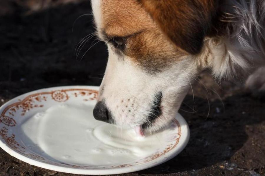 Можно ли собакам вводить в рацион молоко и другие молочные продукты