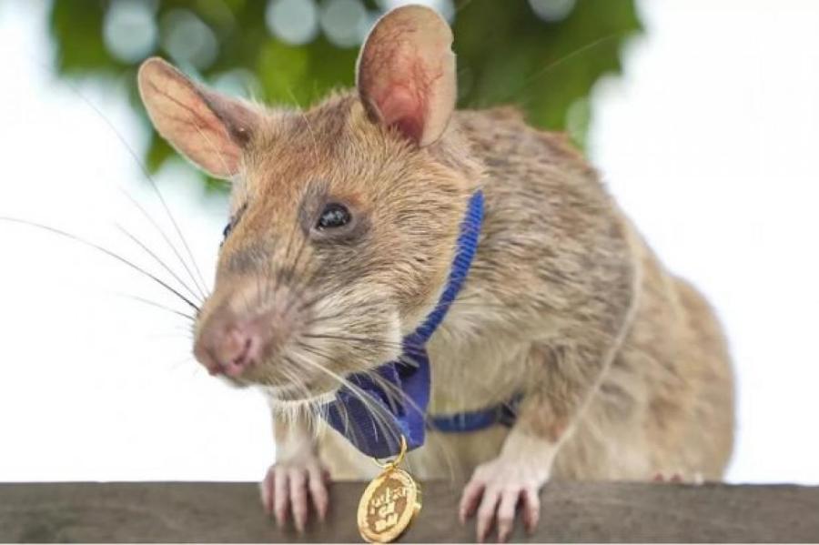 Крысу наградили золотой медалью за верность долгу