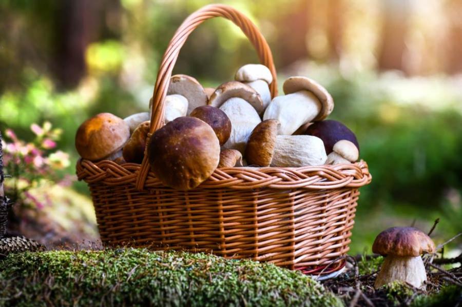 Как сушить грибы: делаем запасы на зиму
