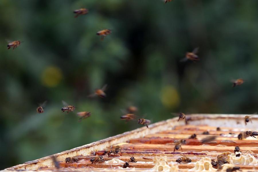 Удивились даже полицейские: в Латгале воры украли 17 ульев вместе с пчелами