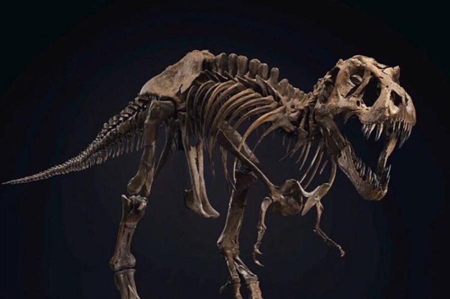 На аукционе «Christie’s» продан скелет тираннозавра за рекордные $31,8 миллиона
