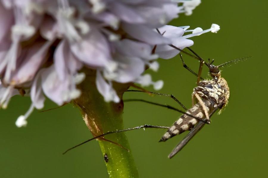 Ученые узнали, как комары отличают вкус крови от вкуса нектара
