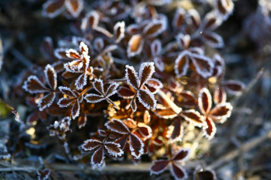 До -4 градусов: латвийцев предупреждают о грядущих морозах