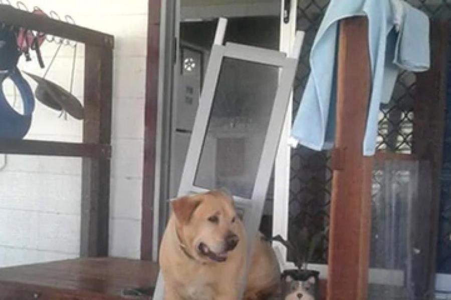 Пса посадили на диету после того, как он застрял в двери и выломал ее