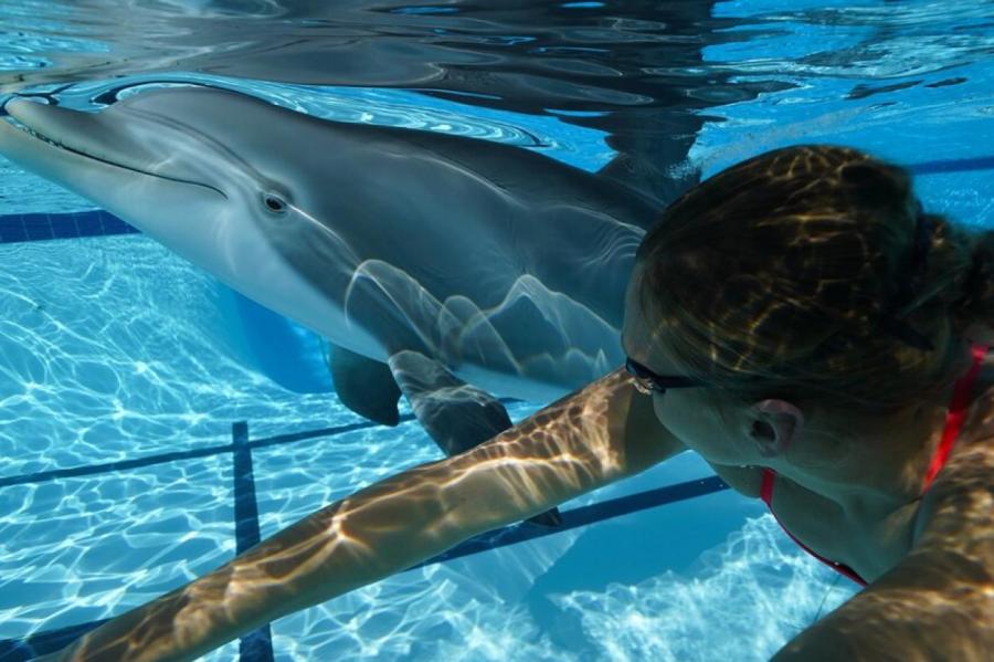 В США представили реалистичного дельфина-робота.