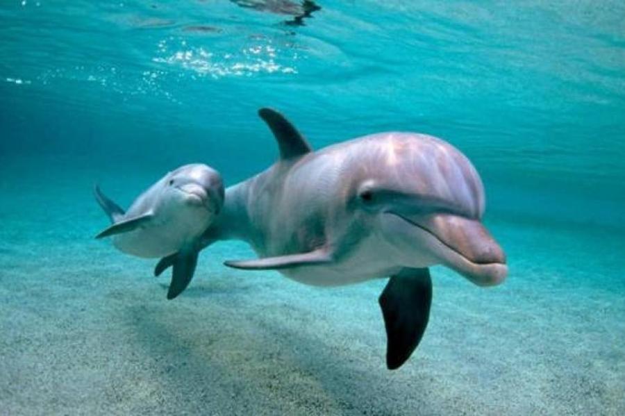 Дельфины — наркоманы?