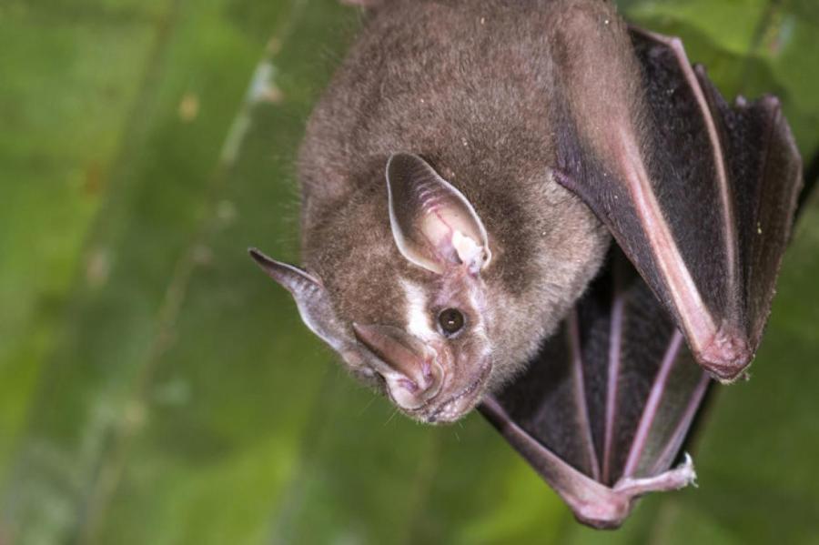 Ученые узнали интимный секрет летучих мышей с мордой в складочках - Телеканал 