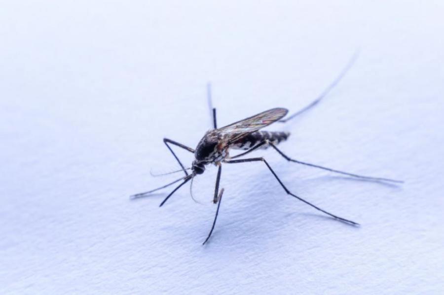 В Антарктиде появились комары и неожиданно стали проблемой для ученых