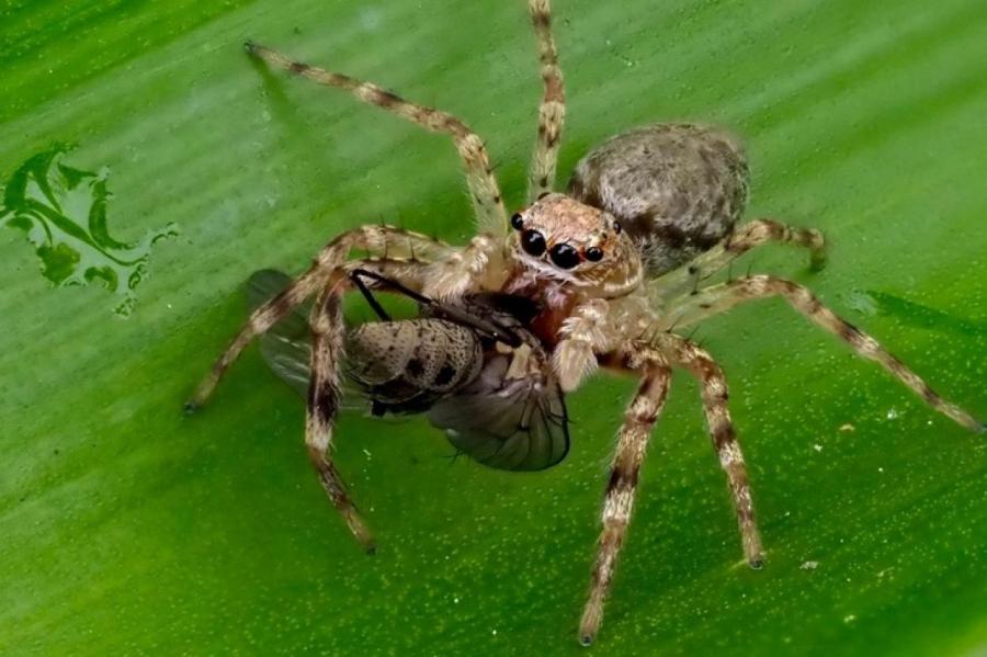Вынося мусор, женщина открыла новый вид восьмиглазого паука
