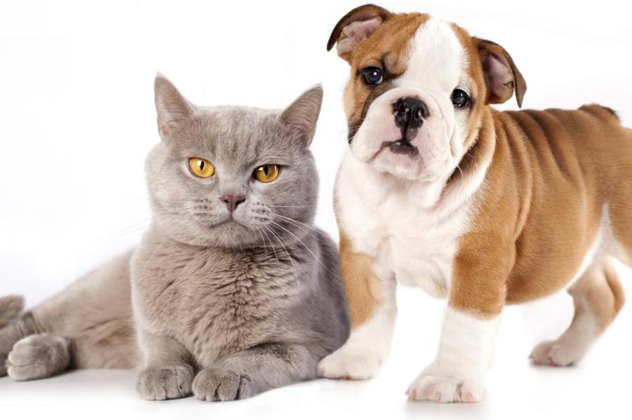 Кошки против собак: кого предпочитают пользователи соцсетеи