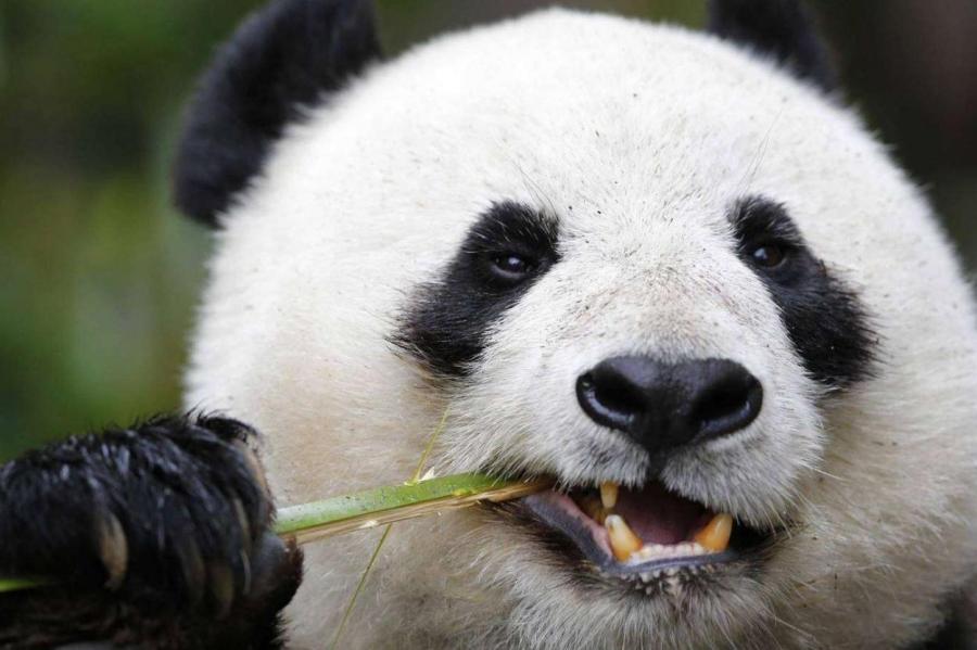 Детская энциклопедия о гигантских пандах