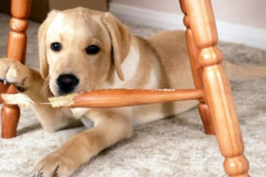 Из-за чего собаки могут начать грызть мебель дома