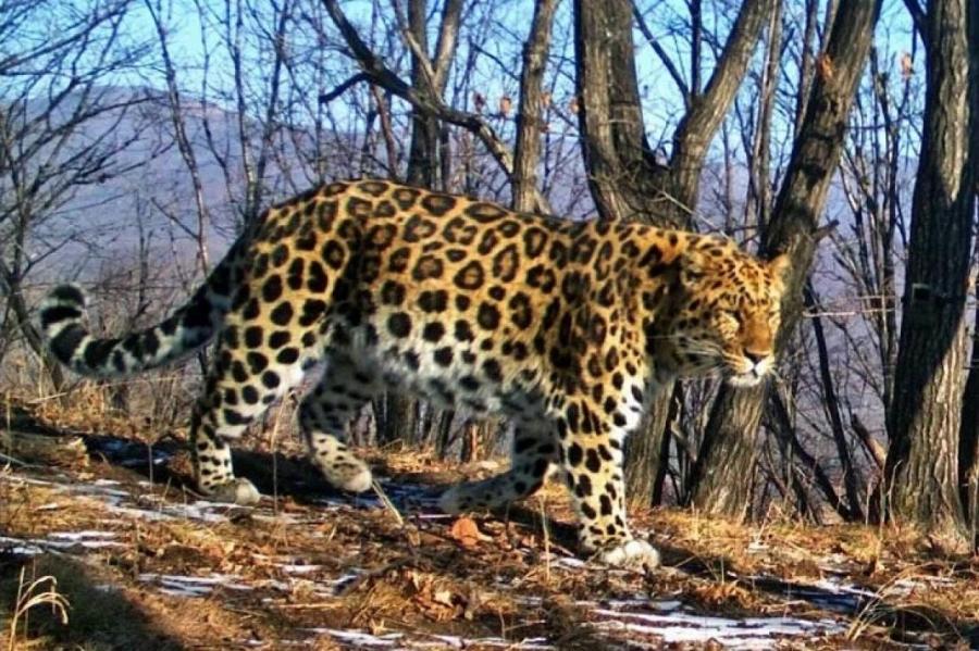 В Приморье показали старейшего леопарда-«кинозвезду»