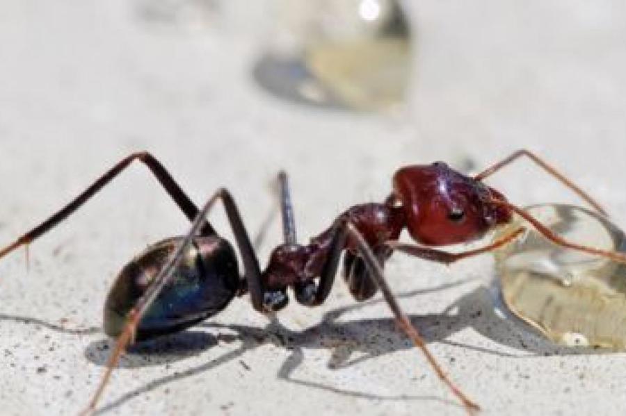 Человечество недооценивает муравьев