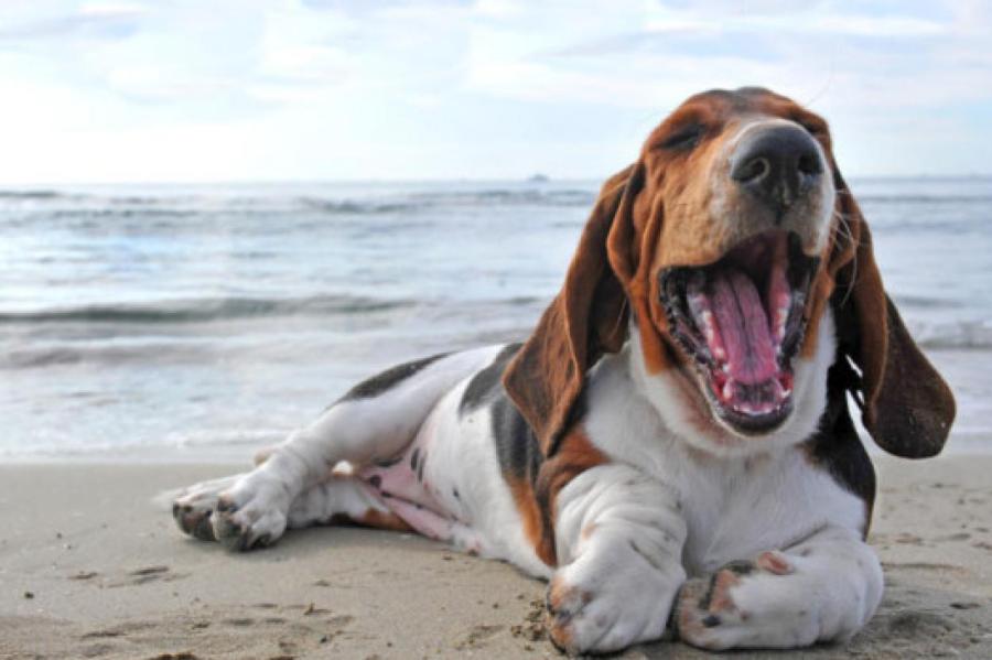 Собаки зевают вместе с хозяевами