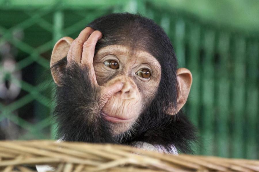 У шимпанзе есть автобиографическая память
