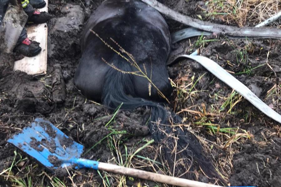 Чудесное спасение: сотрудники ГПСС выручили провалившуюся под землю лошадь