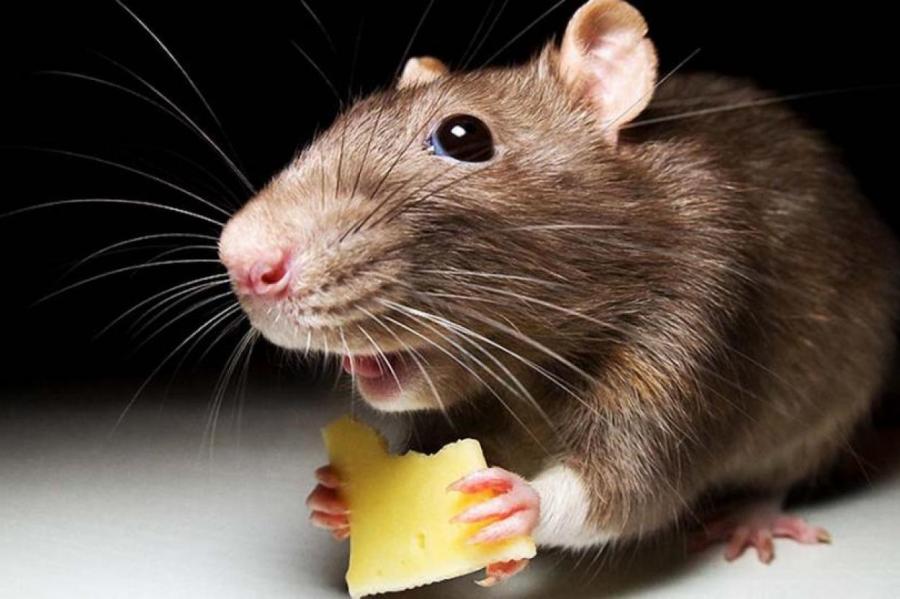 В России разработали технологию выявления коронавируса у людей с помощью крыс