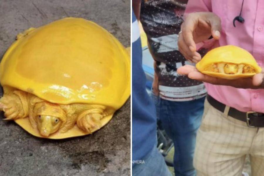 Найденную в Индии черепаху-альбиноса сравнили с расплавленным сыром