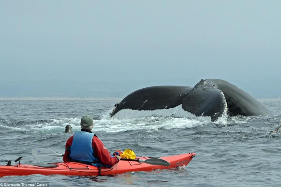 На пути голодного кита оказался каяк с девушками (ВИДЕО)