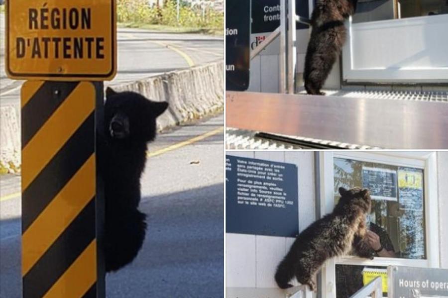 Медвежонок попытался пересечь границу США и Канады через КПП