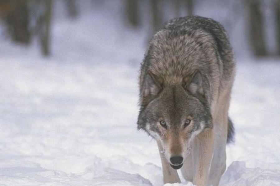 Уходят товарищи: в лесах осталось всего два тамбовских волка