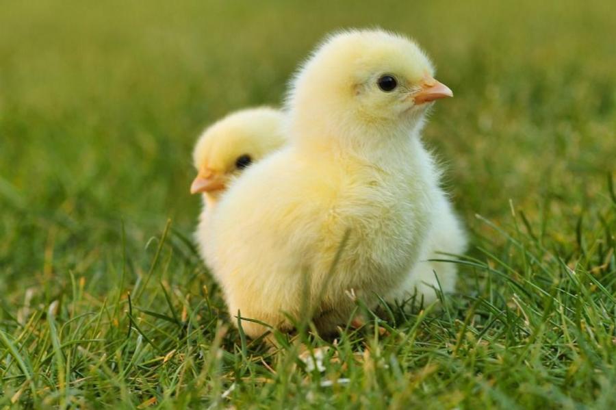 В Дании решили убить 25 тысяч цыплят из-за вспышки птичьего гриппа