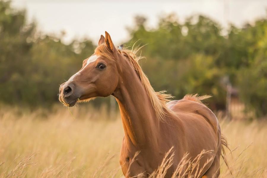 Франция расследует жестокие убийства лошадей