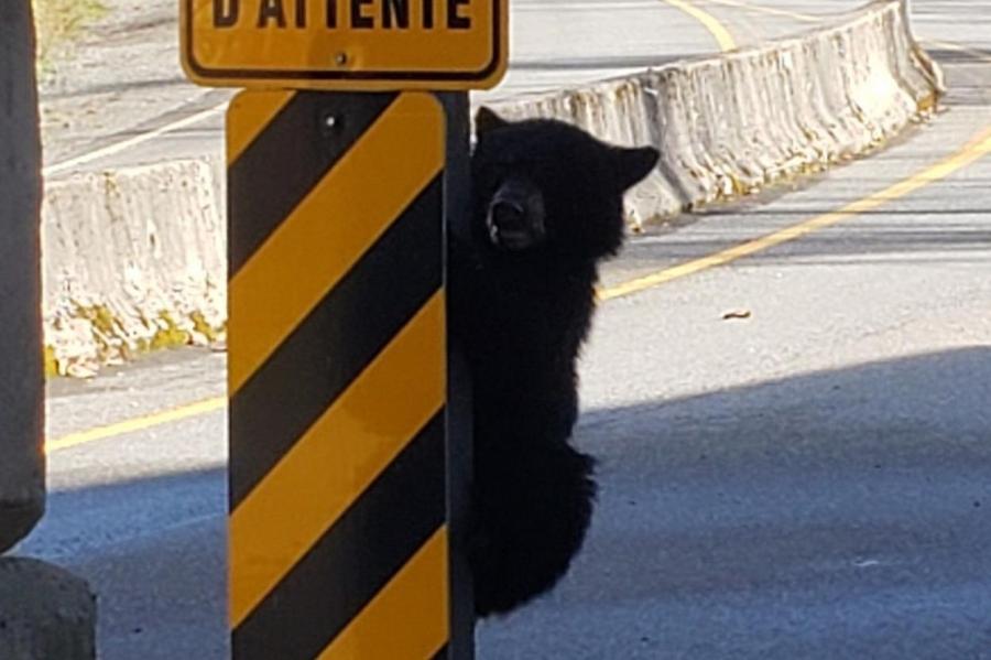 В Канаде задержали медвежонка-«нелегала»: зверь пытался пересечь границу с США