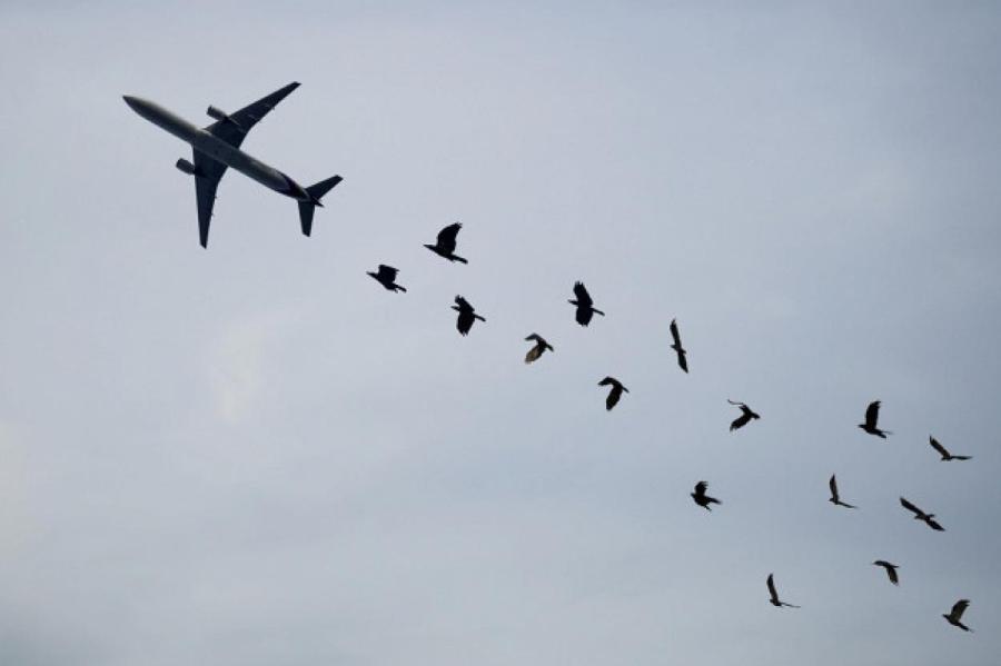Почему столкновение птицы и самолета так опасно